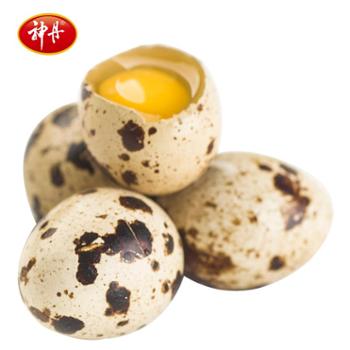 神丹 鹌鹑蛋 50枚 鲜鹌鹑蛋 日期新鲜 宝宝营养辅食