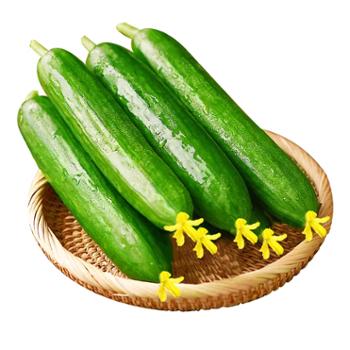 怡瑶 现摘新鲜水果小黄瓜 3斤/4.5斤/5斤装